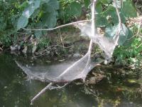 Researchers Find Hurricanes Drive the Evolution of More Aggressive Spiders