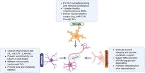 Therapeutic Targeting of Glial Cells in Neurodegeneration