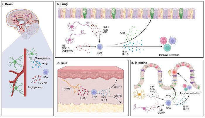 Group 2 innate lymphoid cells (ILC2s) as central mediators of neuroimmune crosstalk across tissues