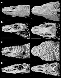 Osteoderm Comparisons among Different Species