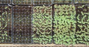 Watermelon seedlings-food waste substrate