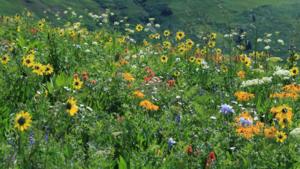 Meadow