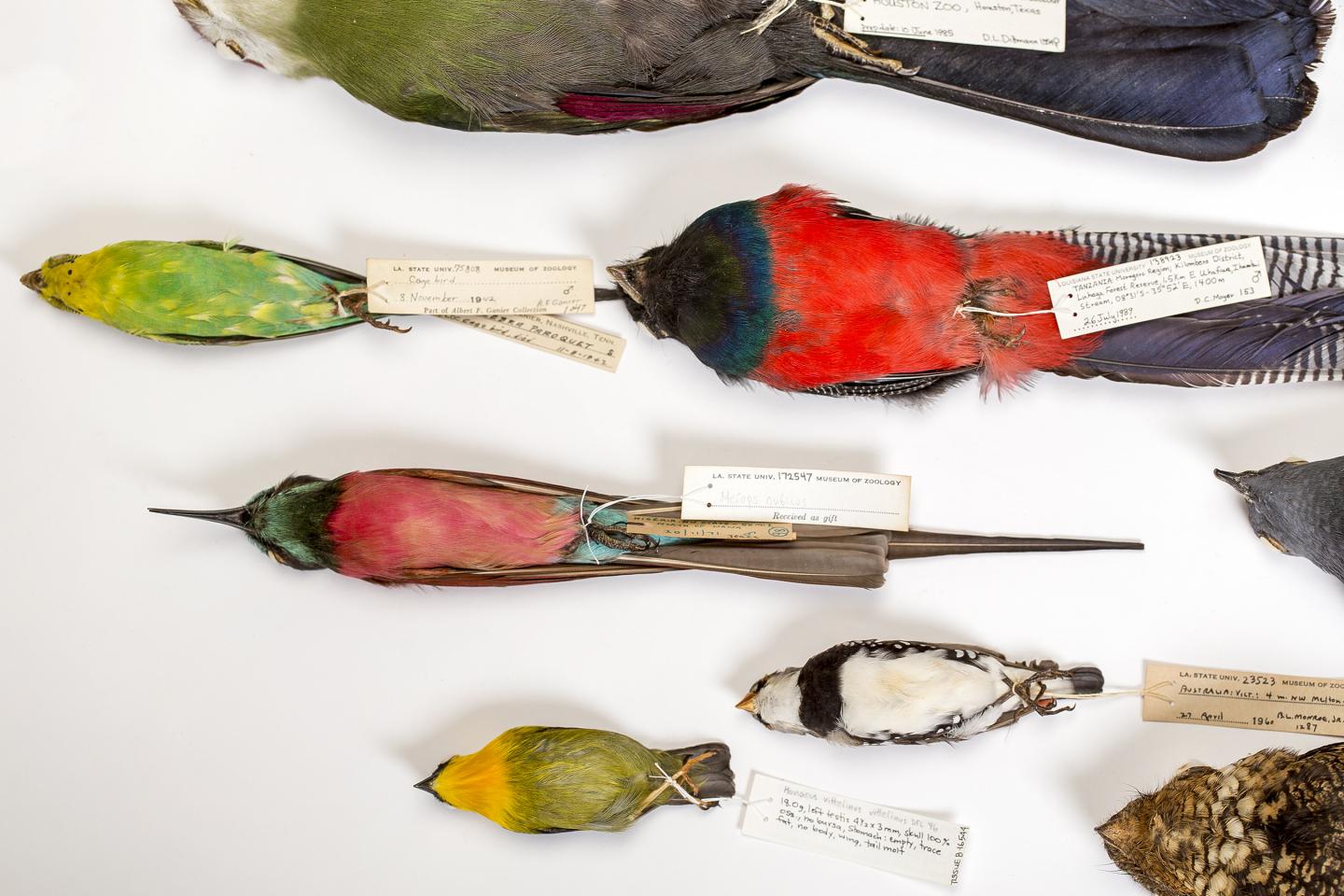 Beyond Darwin's Finch