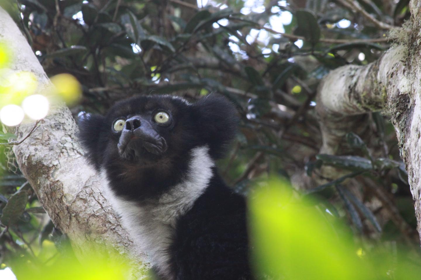 Indri (1 of 2)