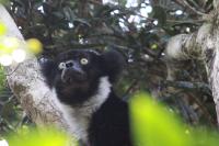 Indri (1 of 2)