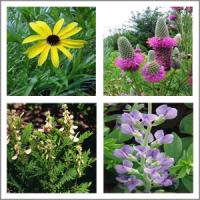 Plants Seeded in Glade Restoration