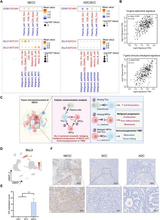 Cellular communication analysis identifies DLL3 as a pivotal hub bridging malignant progression and immunosuppression.
