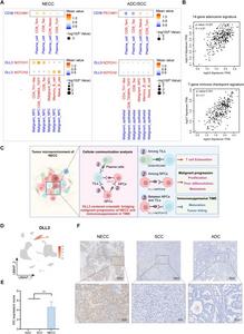 Cellular communication analysis identifies DLL3 as a pivotal hub bridging malignant progression and immunosuppression.