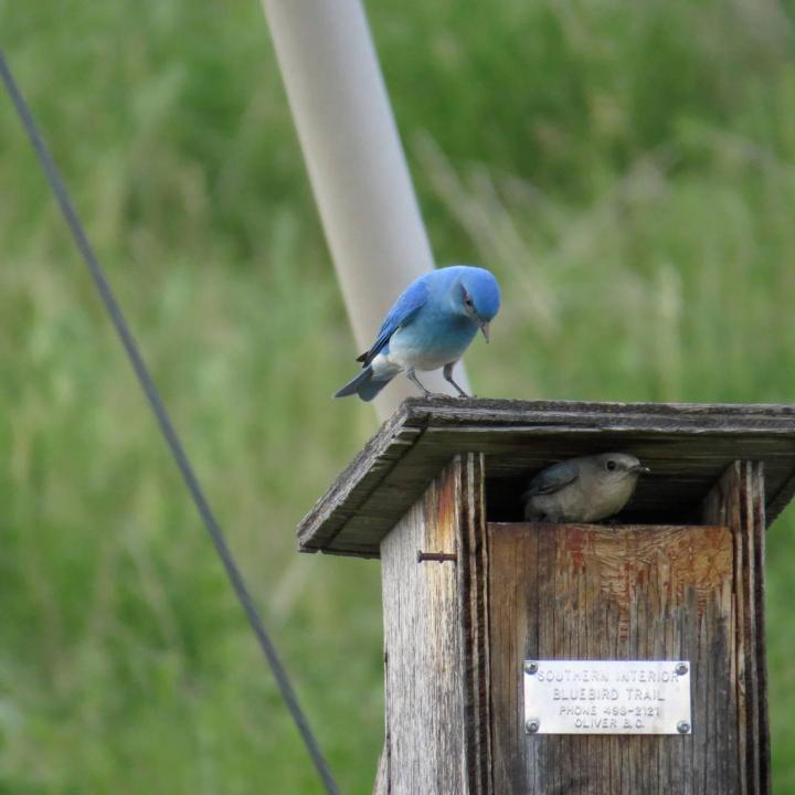 Mountain Bluebirds