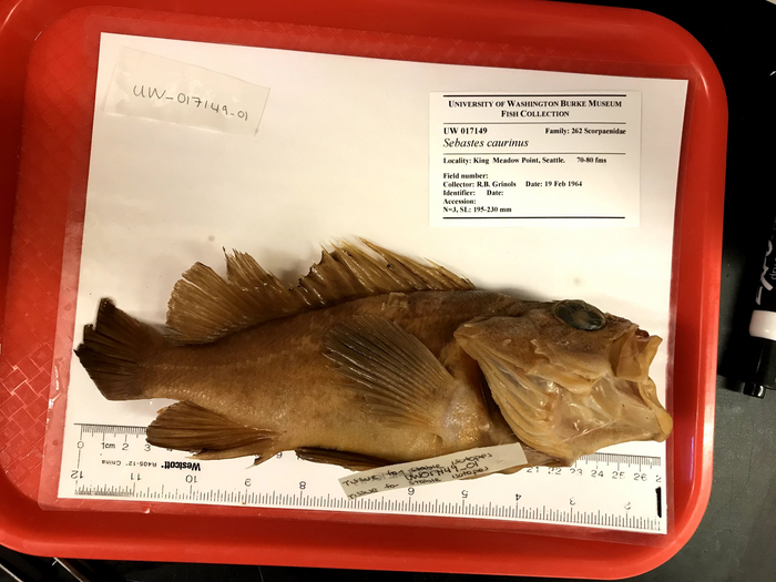 Rockfish specimen