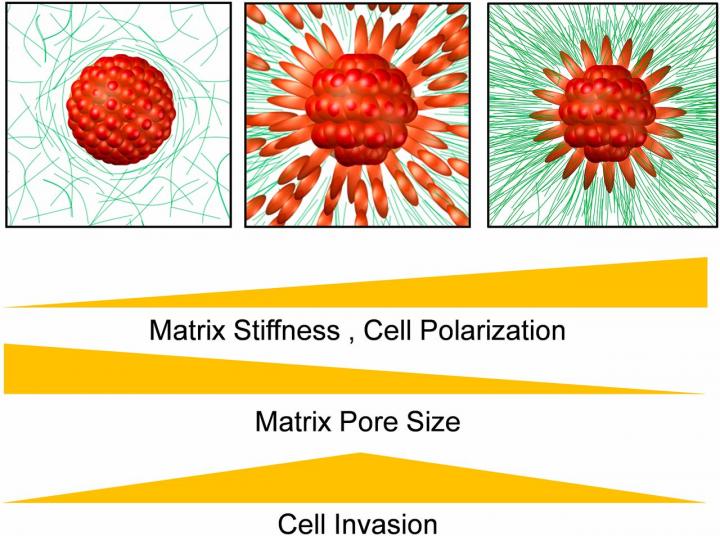 ECM Stiffness Sweet Spot