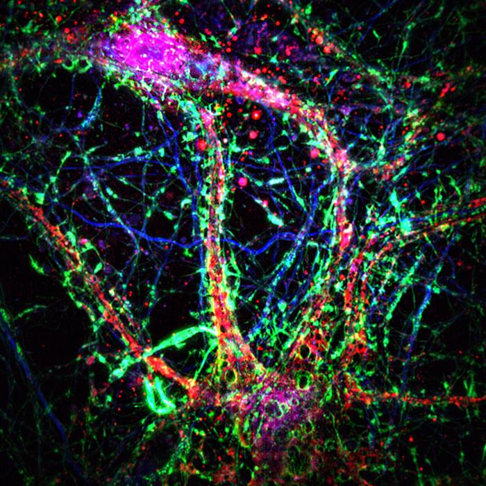 Intercellular nanotubes