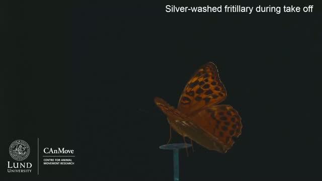 Butterfly Takes off in Wind Tunnel