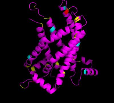 3-D Structure of UCP1