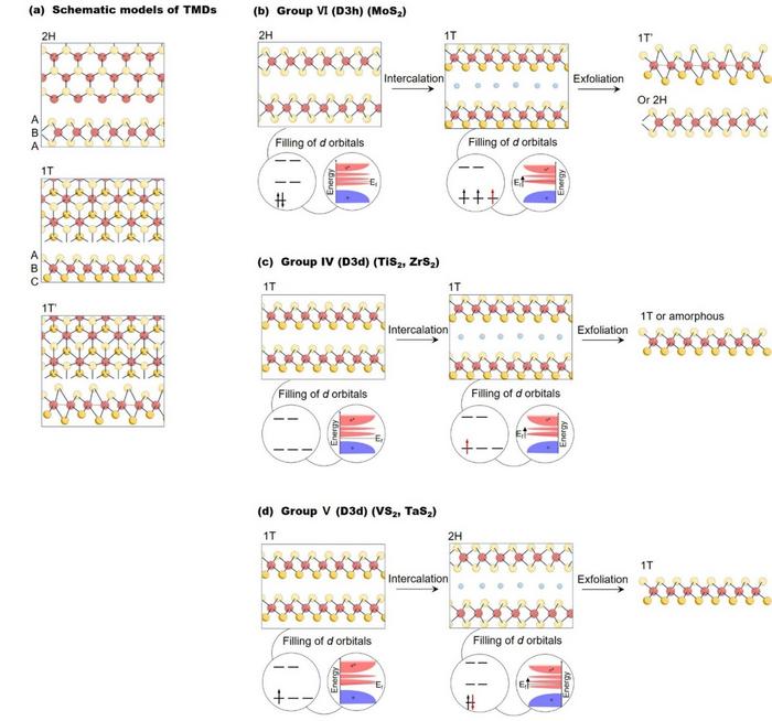 Comprehensive phase evolution map of IV-VI TMDs during lithium intercalation