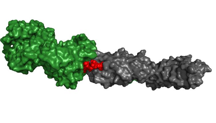 Antibody attaching to a bacterial adhesion protein