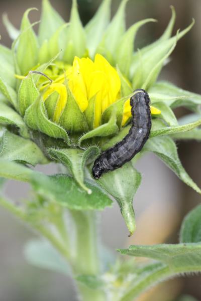 Spodoptera littoralis