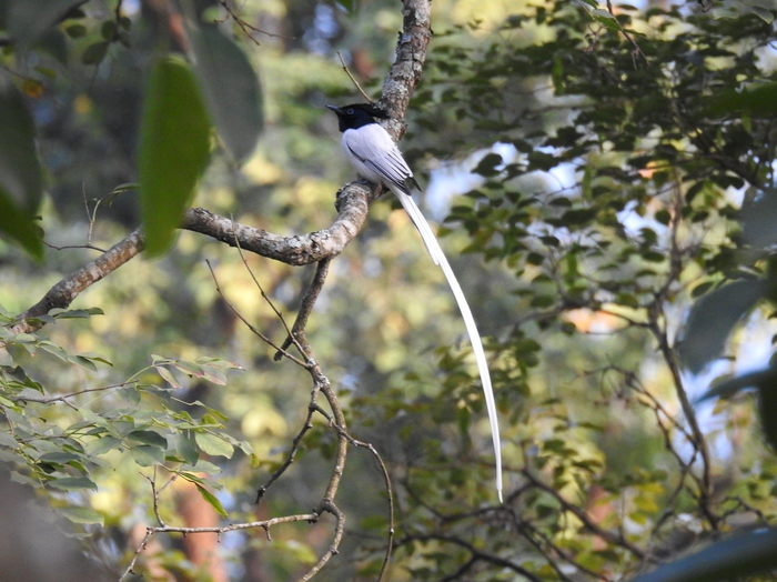 Indian Paradise Flycatcher