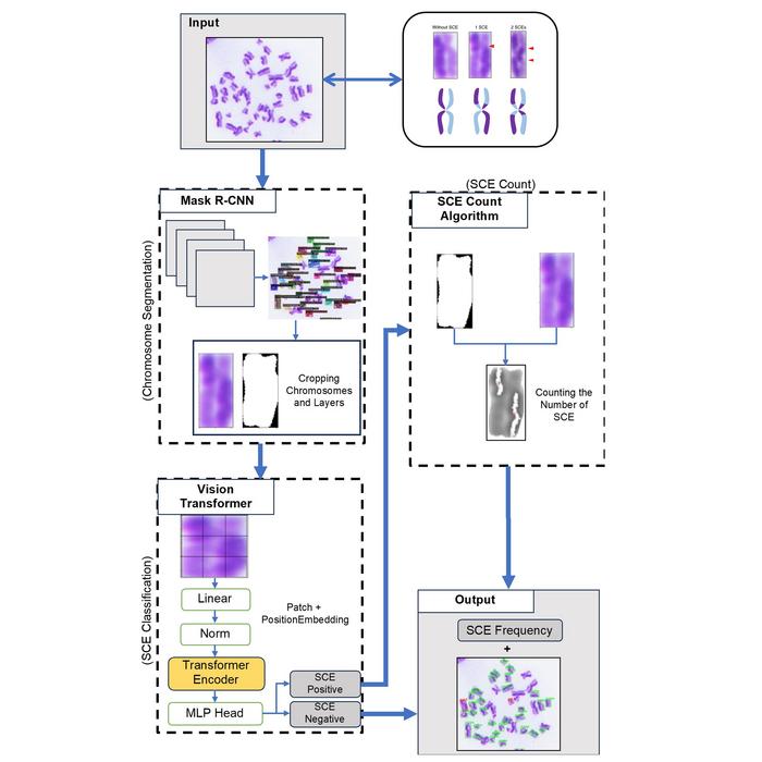 System schematic for automatic detection of sister chromatid exchanges.