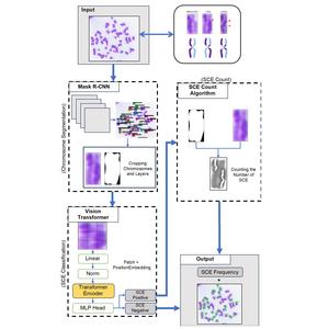 System schematic for automatic detection of sister chromatid exchanges.