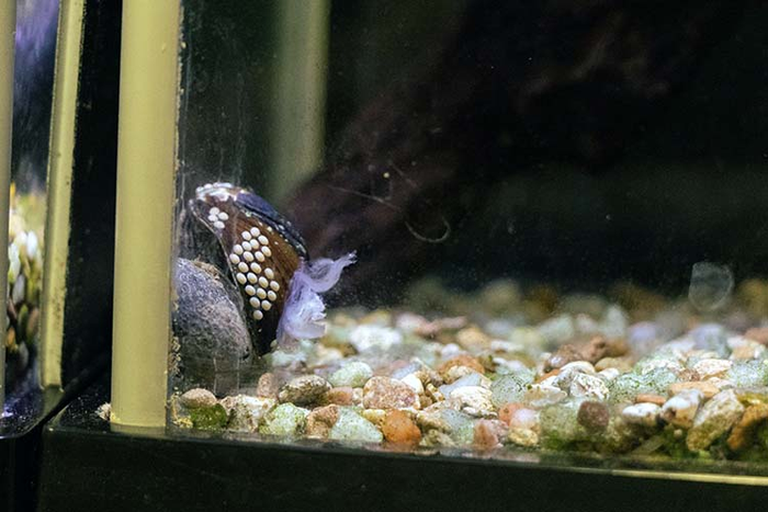 Neritina pulligera