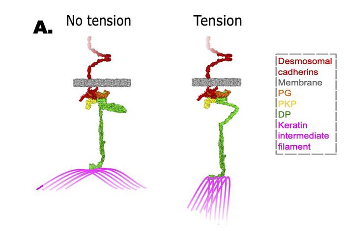 A Stretchy Protein Senses Forces in Cells