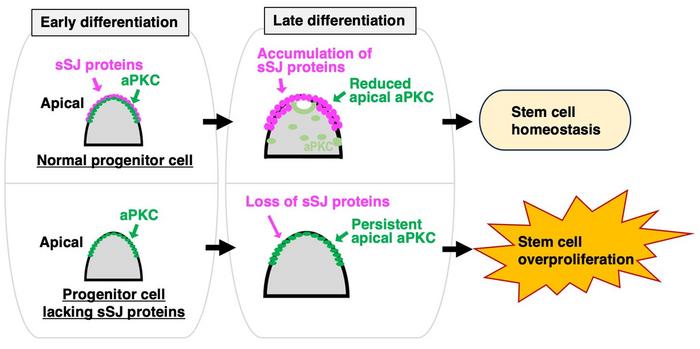 Loss of sSJ proteins causes persistent apical aPKC in intestinal progenitor cells and promotes stem cell overproliferation