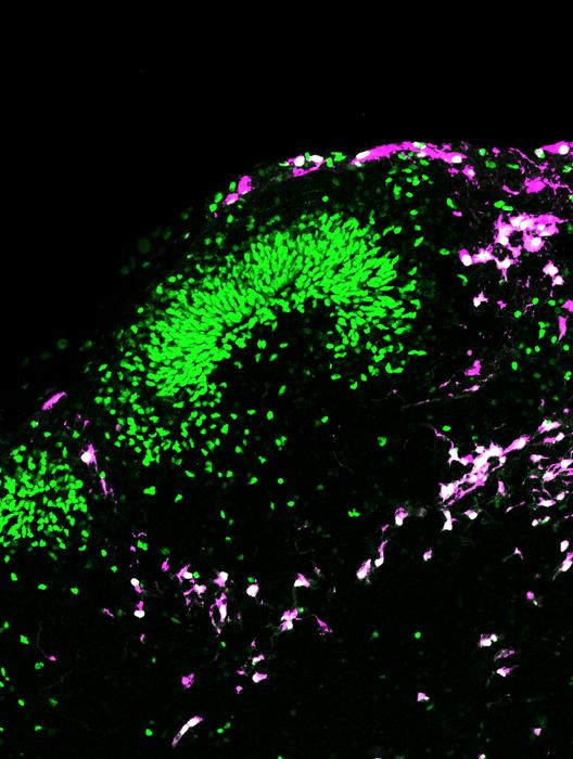Progenitor cells in brain cortical organoid
