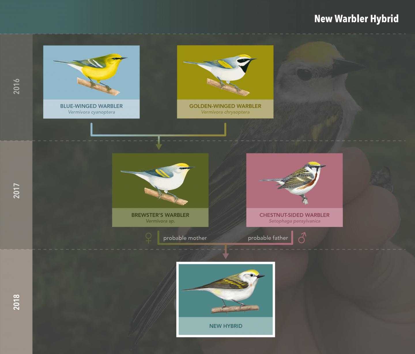 New Warbler Hybrid