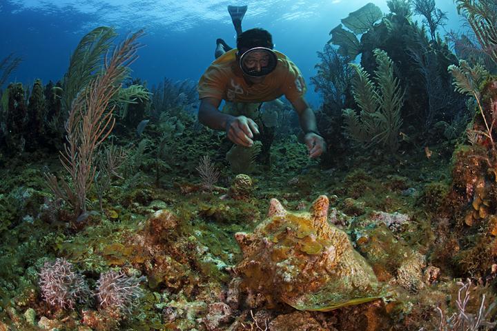Diver