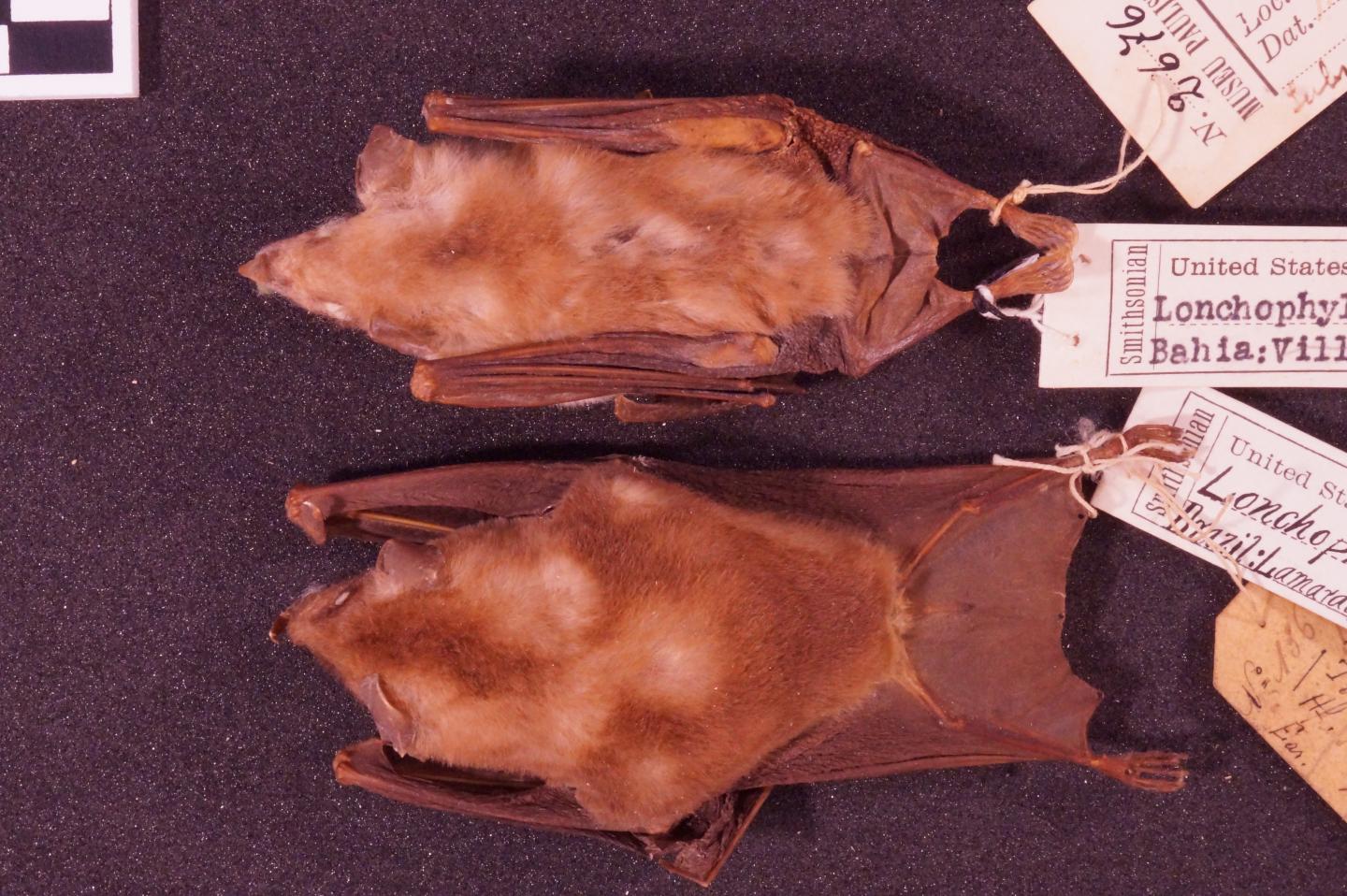 <em>L. inexpectata</em> and <em>L. mordax</em>