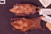<em>L. inexpectata</em> and <em>L. mordax</em>