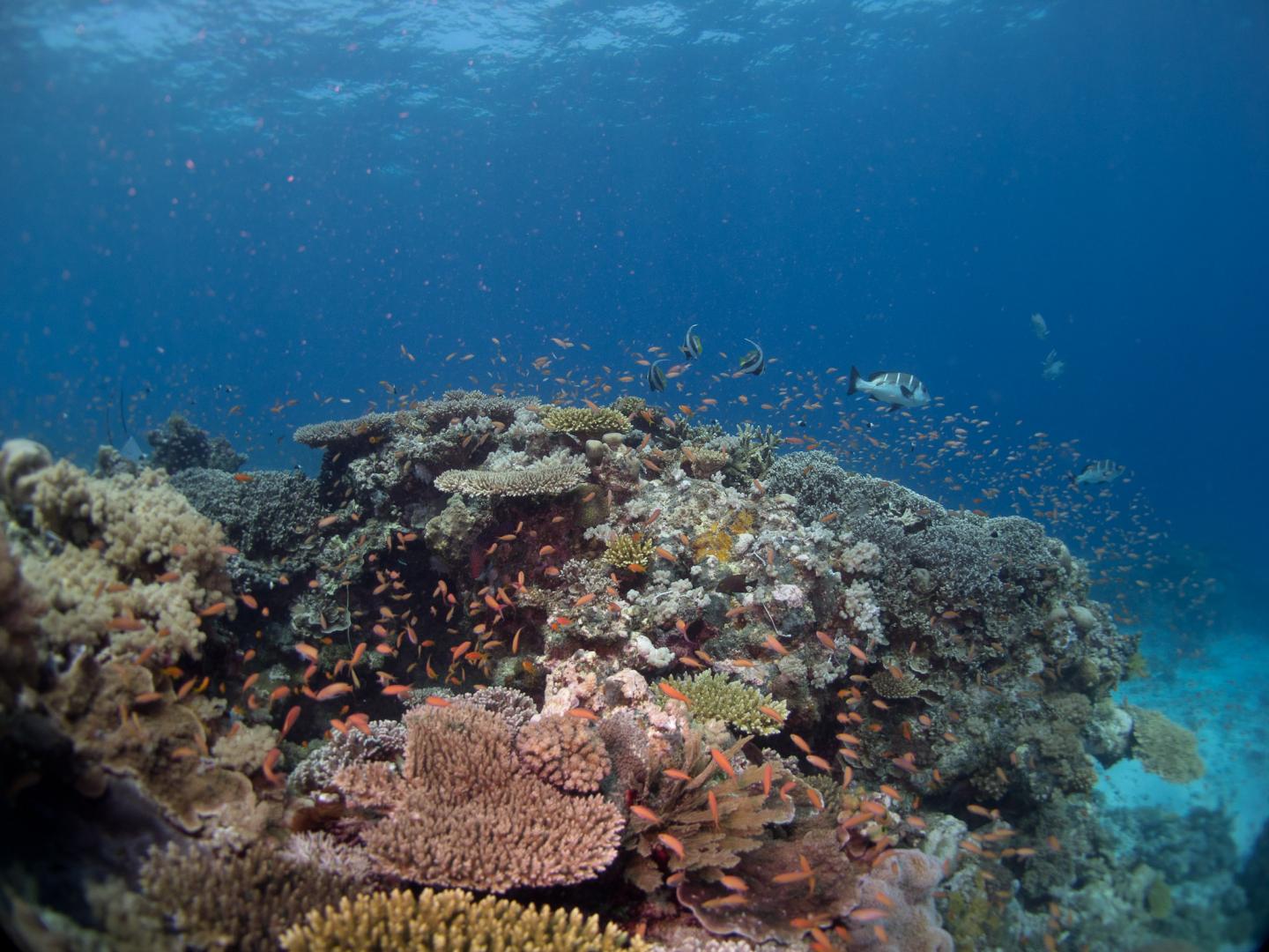 Coral Reef Fish
