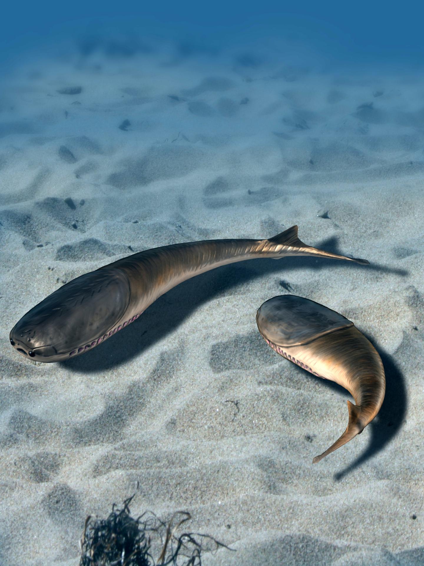 The Shallow-Water Cradle of Vertebrate Evolution (8 of 17)
