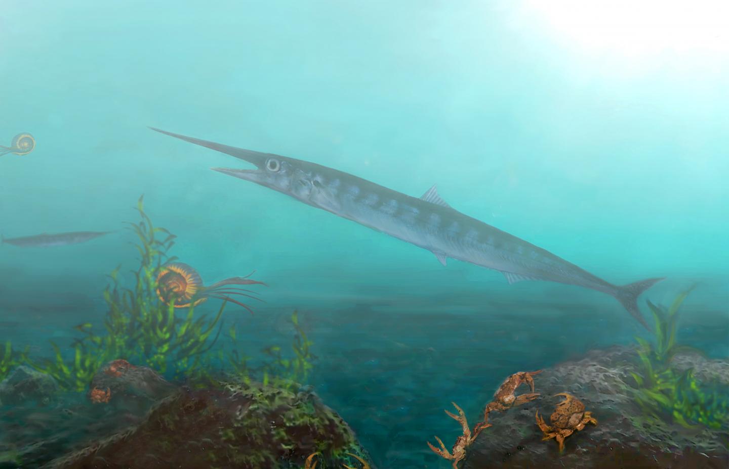 <em>Candelarhynchus padillai</em>