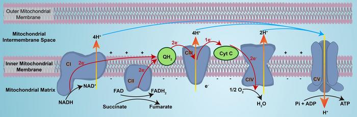 The Role of Mitochondrial Complexes in Liver Diseases
