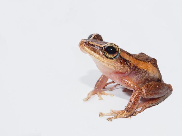 Frog 2