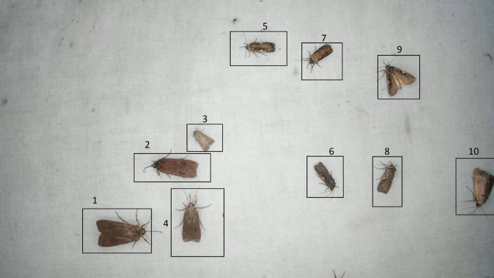 Automatic Moth Trap