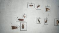 Automatic Moth Trap