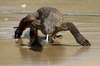 Lizard Venom May Contain Clues to Treating Blood Clots