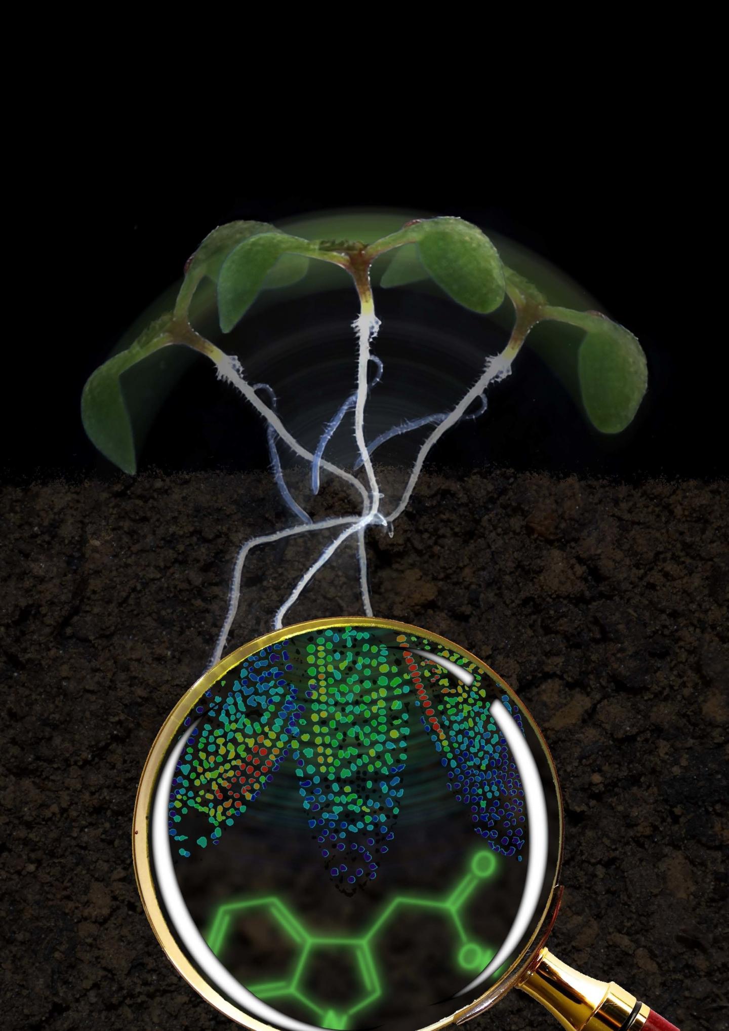 Arabidopsis thaliana