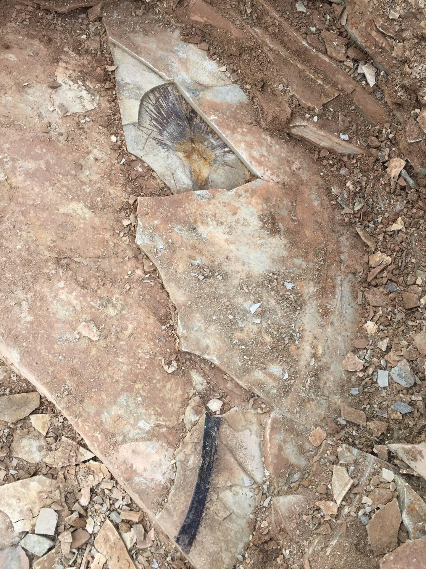 Palm Fossil from Lunpola Basin