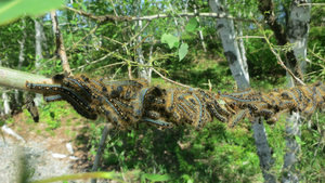 Hungry caterpillars 3
