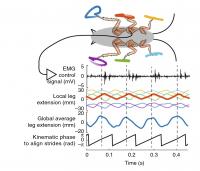 Swings of Roach Legs as Graphed Waves