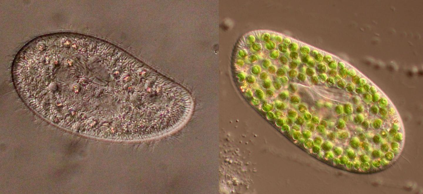 Paramecium