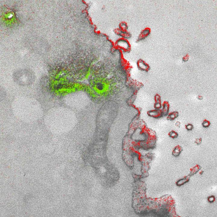 Golgi and Plasma Membrane Tissue