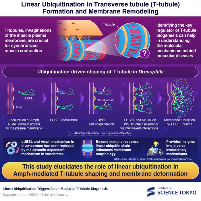 How the muscles contract: linear ubiquitination in T-tubule shaping