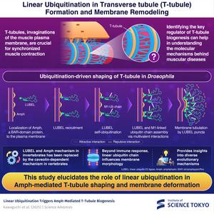 How the muscles contract: linear ubiquitination in T-tubule shaping