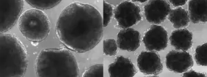 human brain organoids graph