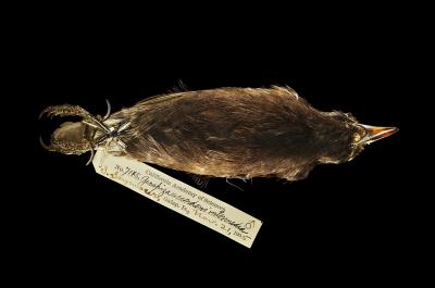 Galapagos Finch in the California Academy of Sciences Collection